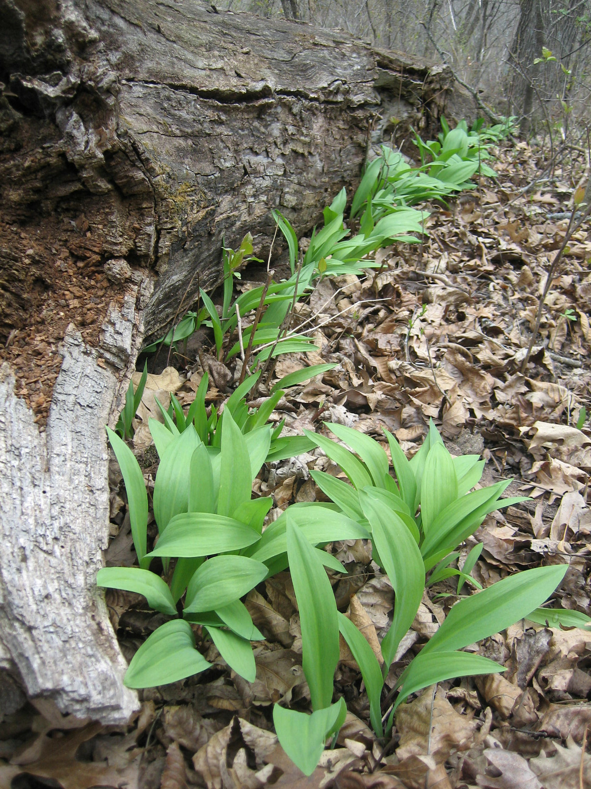SUPER SALE 2023 RAMP SEEDS 11,200 SEEDS WILD LEEK 1/2 lb. ALLIUM TRICOCCUM