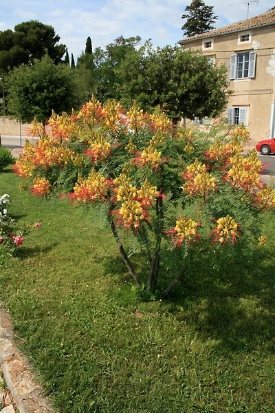 Caesalpinia Gilliesii 10 Seeds Shrub Tree Flowers Yellow Bird of Paradise