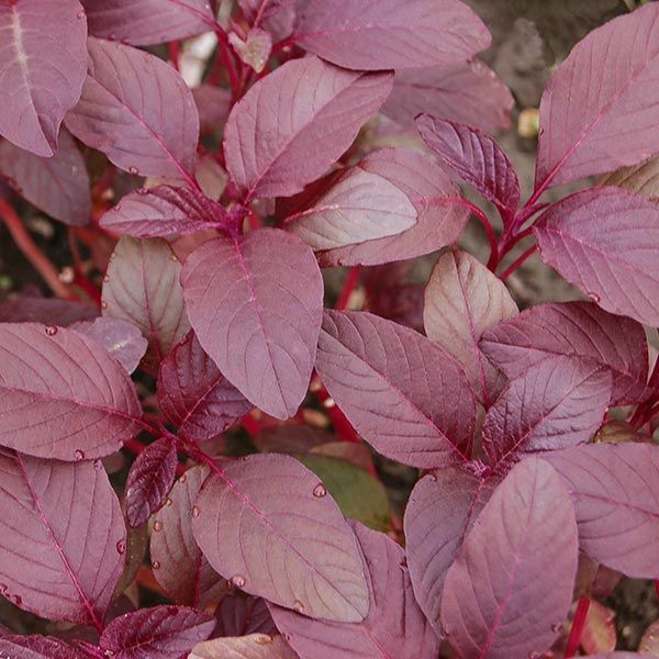 300 Organic Amaranth Seeds, FREE SHIPPING