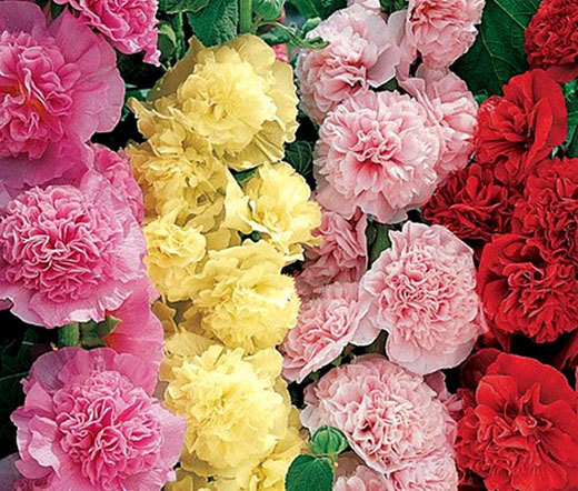 HOLLYHOCK CHARTER’S DOUBLE MIX Alcea Rosea – 100 Bulk Seeds