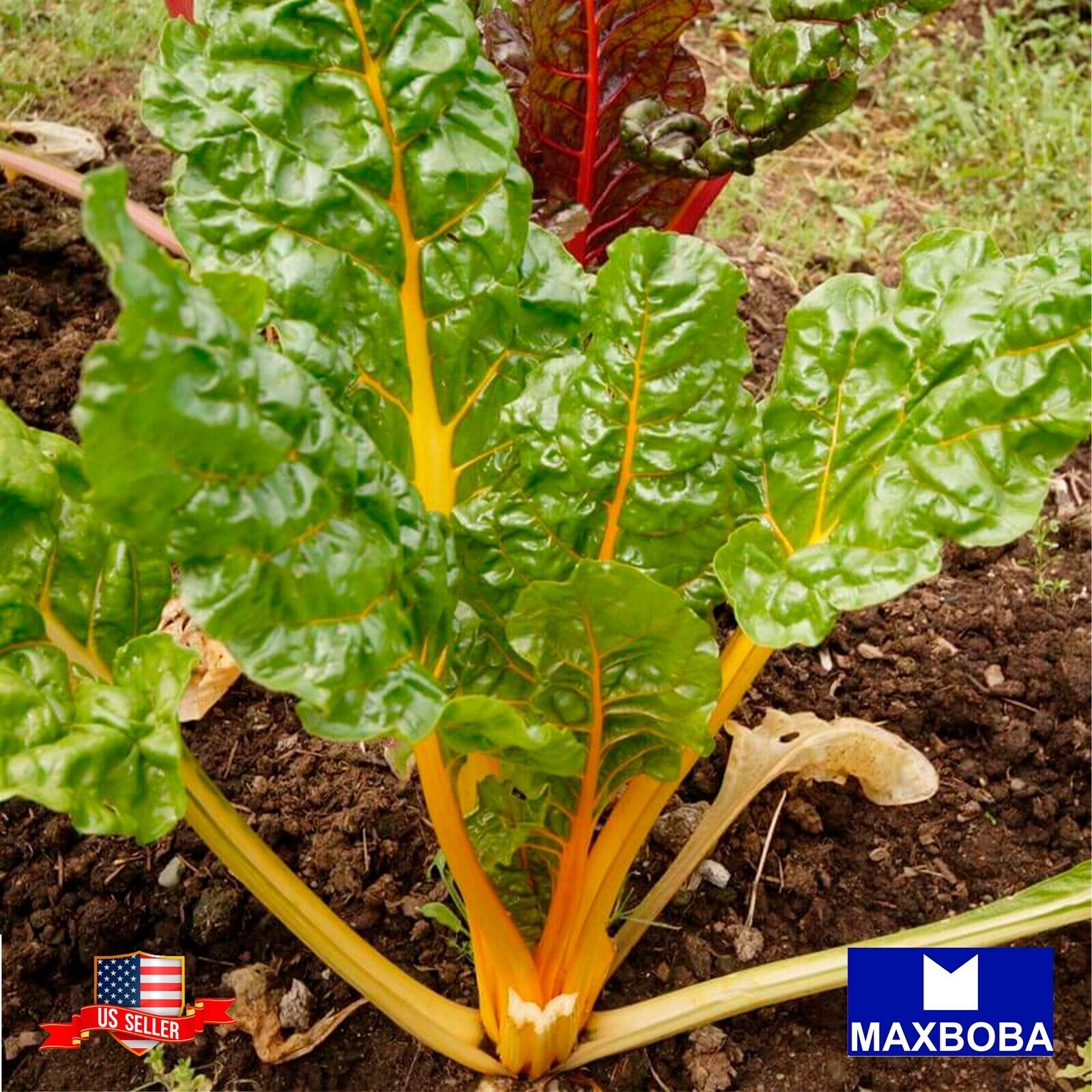 Swiss Chard Seeds – Canary Yellow Non-GMO / Heirloom / Vegetable Garden