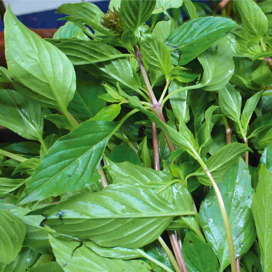 Fresh Sweet Large Leaf Thai Basil Seeds | Heirloom | Non-GMO | Asian Herb Seeds