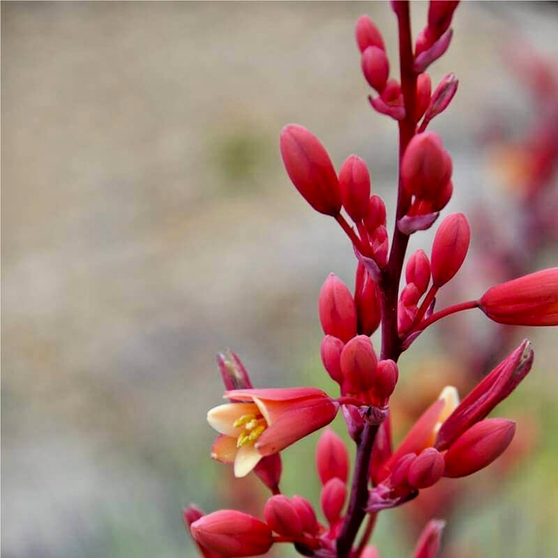 25 RED YUCCA SEEDS – Hesperaloe parviflora