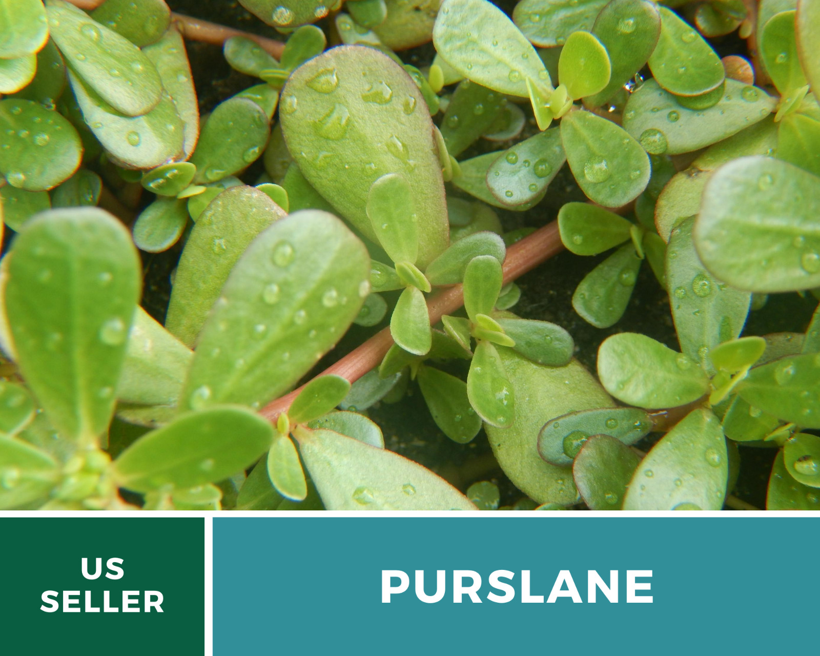 Purslane • Portulaca Oleracea Sativa • Medicinal Herb • 100 fresh seeds