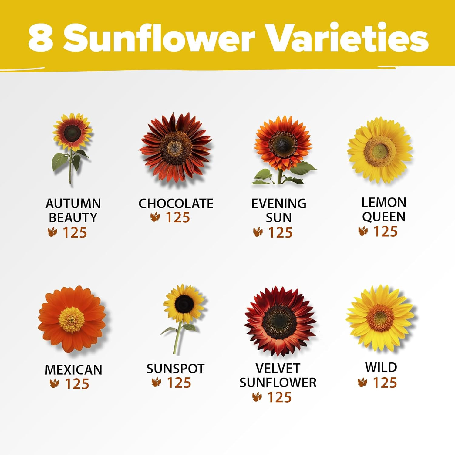 Sunflower Seeds for Planting | Varieties |1000+ Non-Gmo Sun Flower Seeds Packet