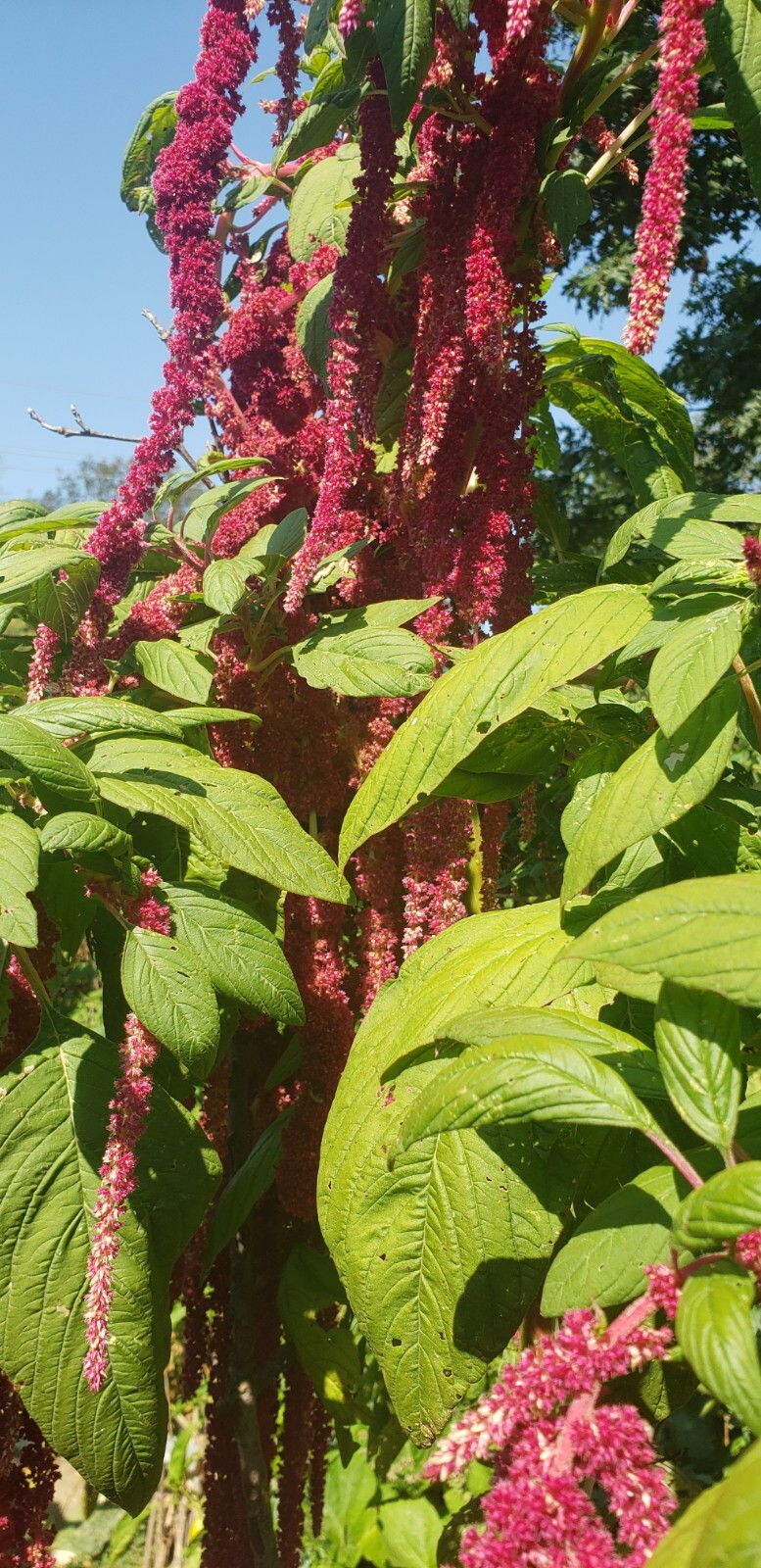 Love Lies Bleeding Amaranth (1000+ seeds) dramatic and easy to grow!