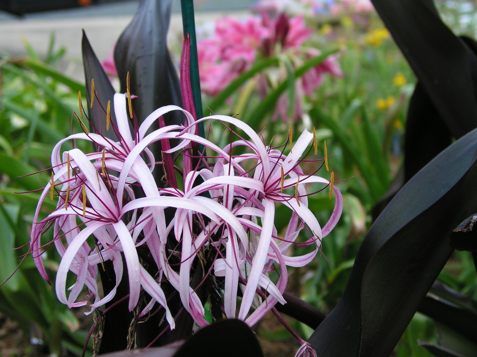 Crinum Lily, procerum ‘Purple Prince’ small-size NEW