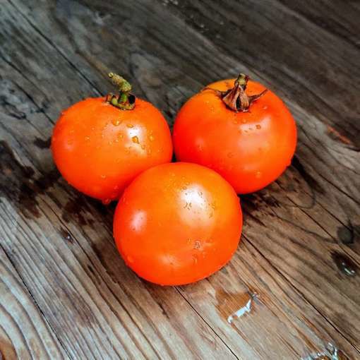 10 seeds Ilses ORANGE Latvian Tomato Rare Heirloom Variety Tetracislycopene 6.73