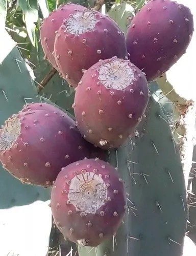 15 Seeds Red Fruit Prickly Pear Cactus. 15 Semillas de Nopal Tunero ROJO