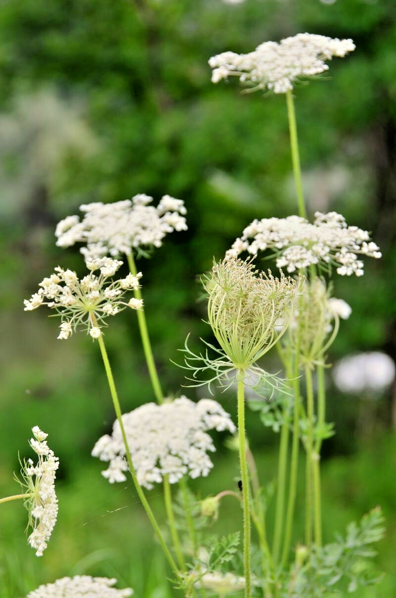 QUEEN ANNS LACE 1000 SEEDS, DAUCUS CAROTA, WILD CARROT, WILDFLOWER, BULK SEEDS