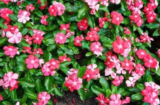 Periwinkle Flower Seeds for Planting – 1000+ Mixed Vinca Colors, Non-GMO