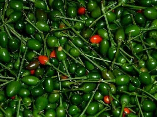 TEXAS Pequin Pepper Seeds.Semillas de Chile Piquin 15+.( Wild HOT)