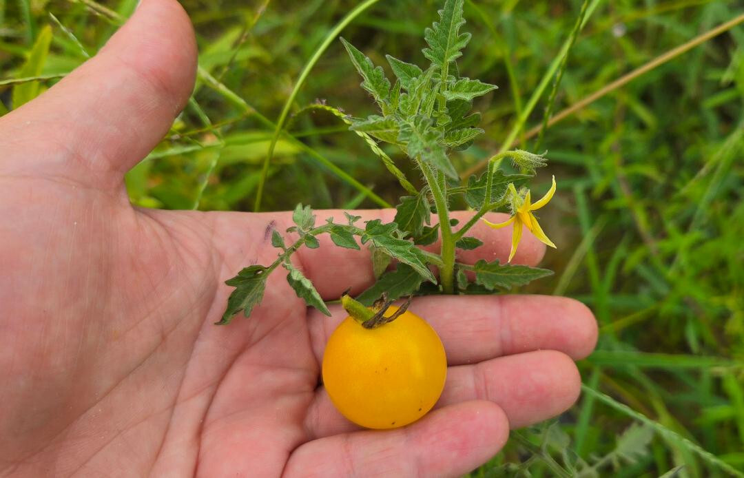 15+ White Cherry Tomato Seeds | Solanum lycopersicum | Yellow Grape | Florida