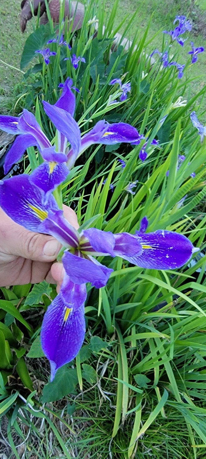 PURPLE Iris Bulbs for Planting Easy to Grow Perennial Iris aquatic Pond Plants