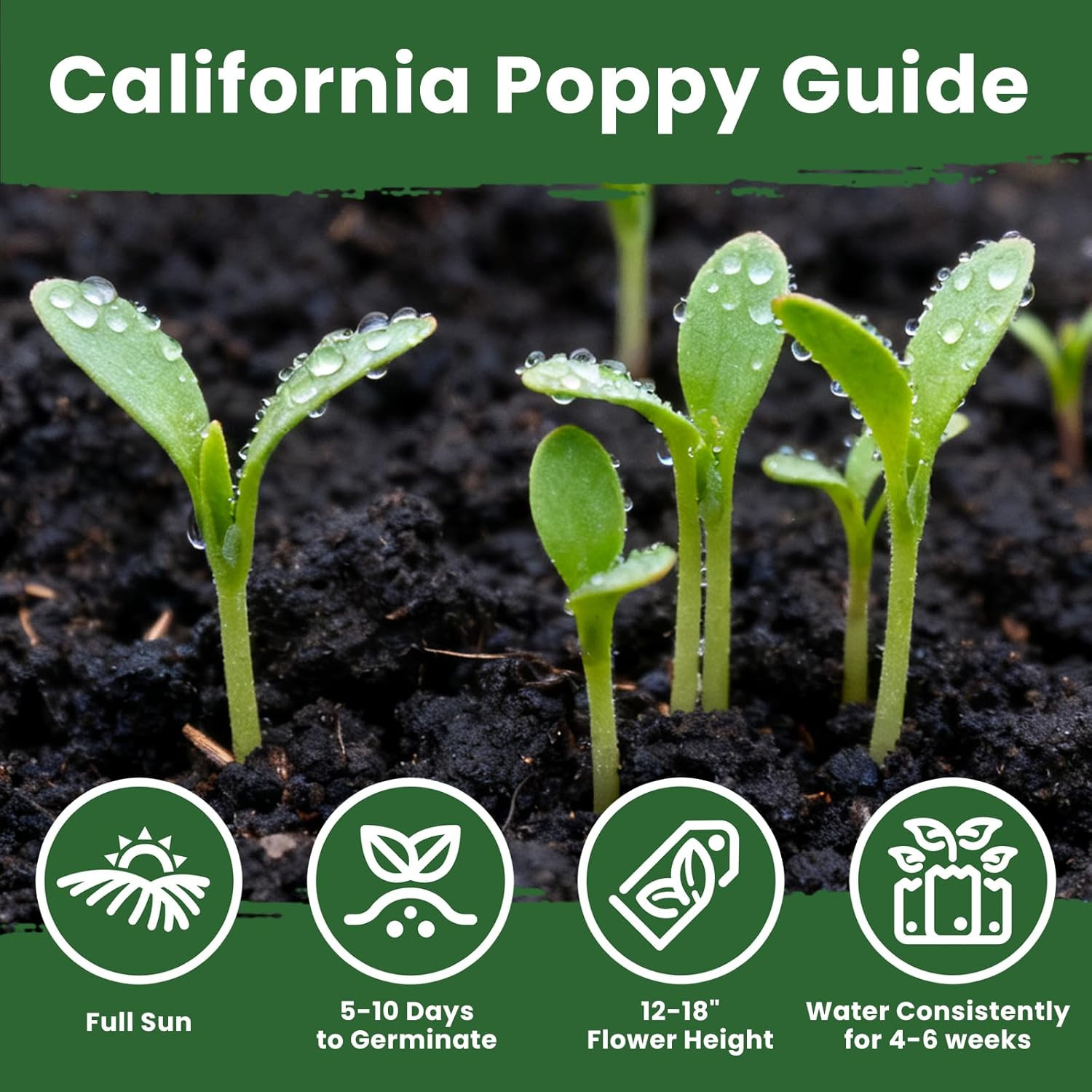 Orange California Poppy Seeds for Planting 0.35 Ounce Packet – Over