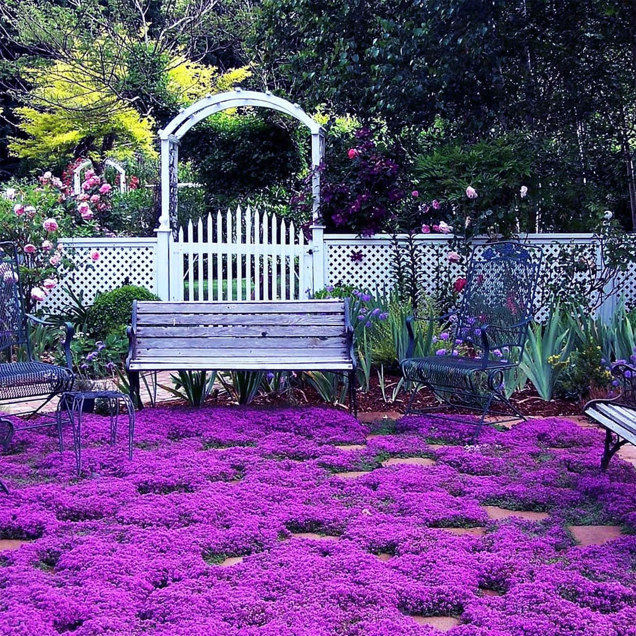 20000+ Magic Purple Creeping Thyme Seeds for Planting Ground Cover Plants Heirlo