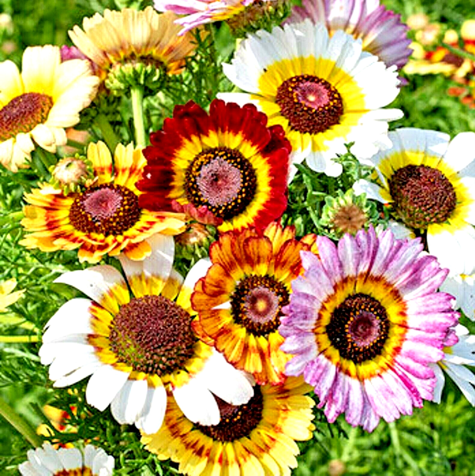 1000+ PAINTED DAISY MIX SEEDS – HUGE FLOWERS – BUTTERFLIES BEES – BRIGHT COLORS