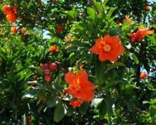 POMEGRANATE SEEDS, 30 Seeds, Punica Granatum Seeds, Bonsai Plant, Fruit Tree