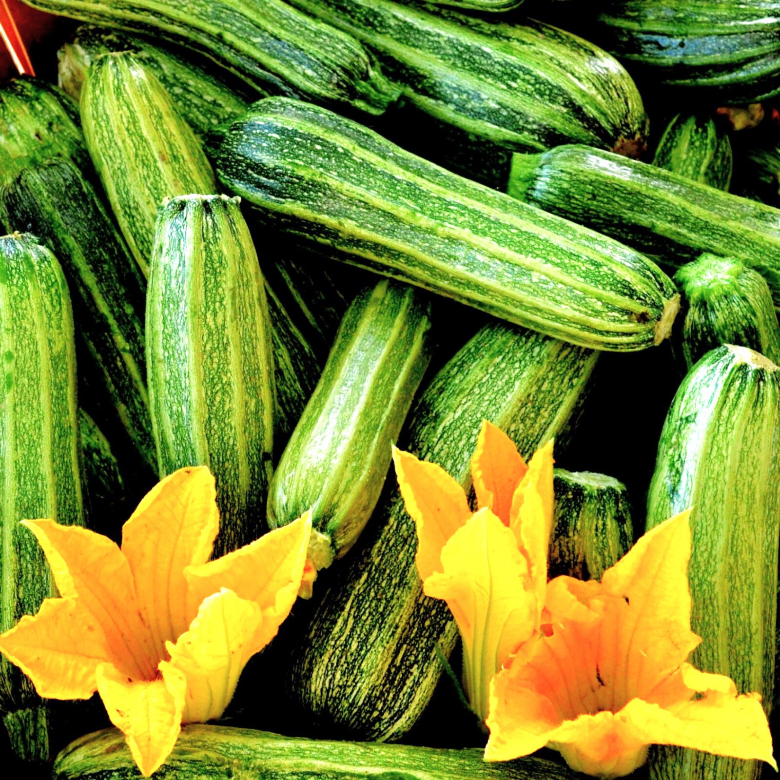 Costata Romanesco Zucchini Seeds | Rib Striped Italian Heirloom Squash Seed 2025