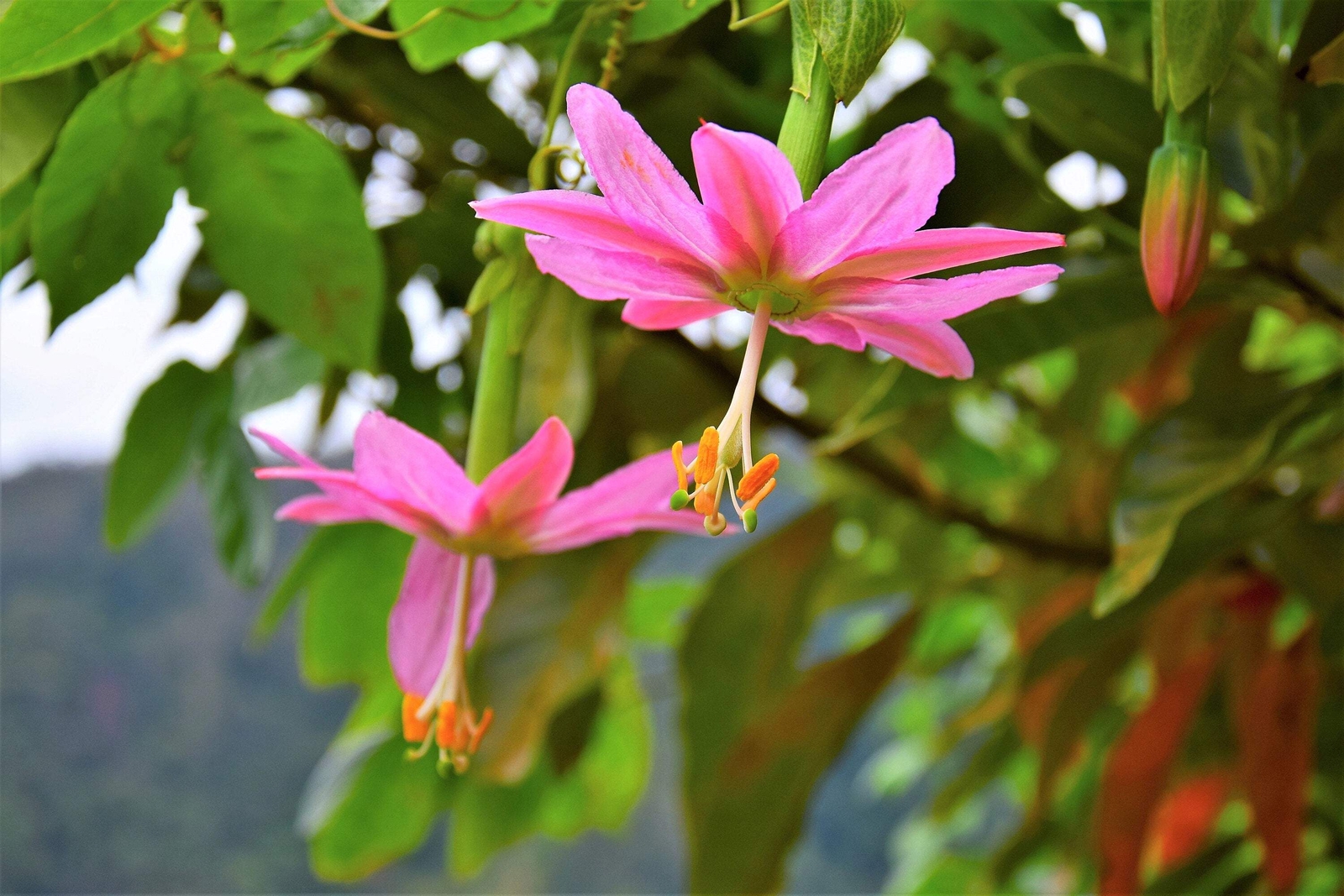 10 BANANA PASSION FRUIT Pink Flower Passiflora Mollissima Yellow Vine Seeds