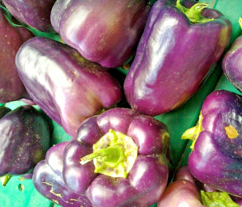 100+PURPLE Beauty Sweet BELL PEPPER Seed Organic Vegetable Garden Container Easy