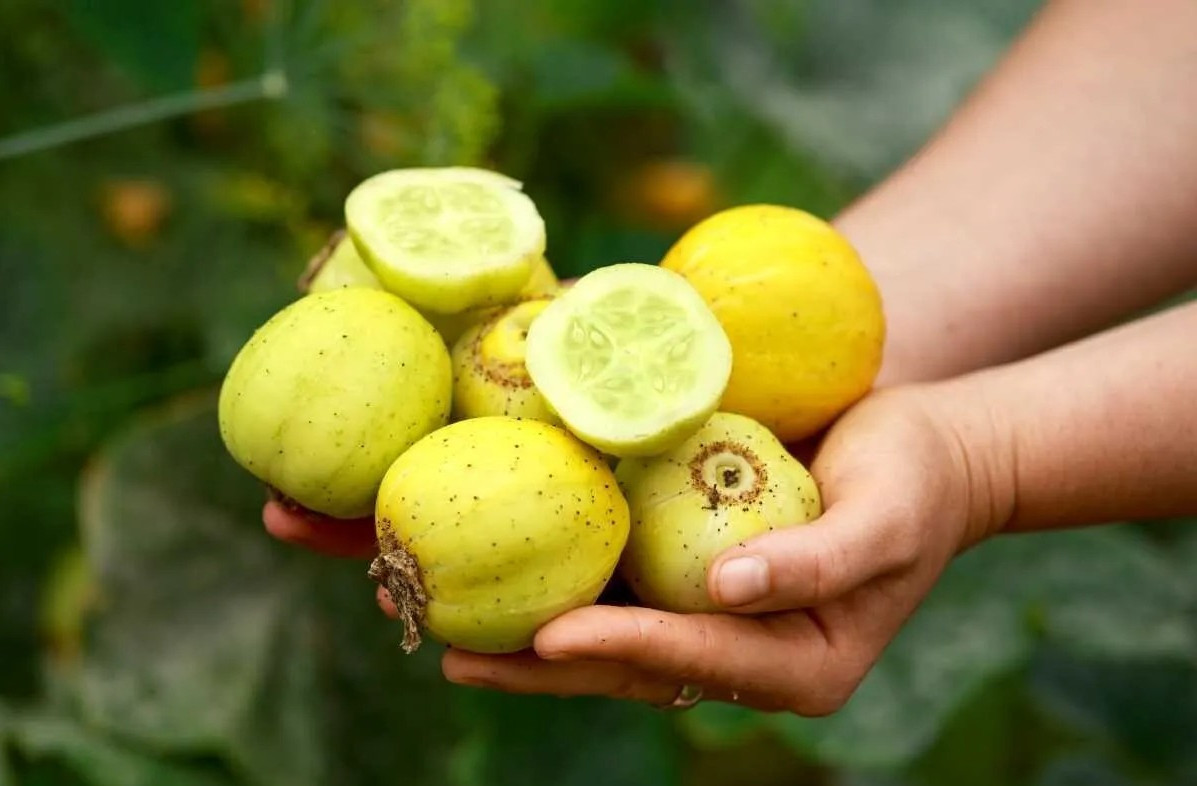 50+ Lemon Cucumber Seeds – Heirloom – Organic – NON GMO —FRESH —- RARE
