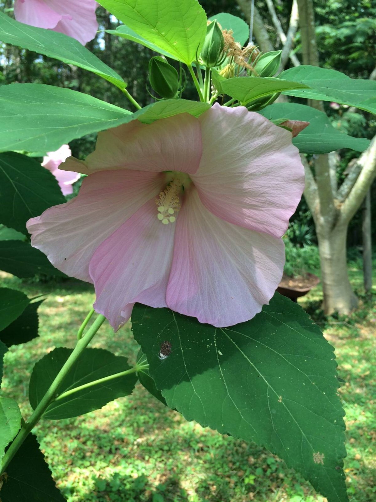 500 + Pink Perennial Hibiscus Flower Seeds USA Home Grown
