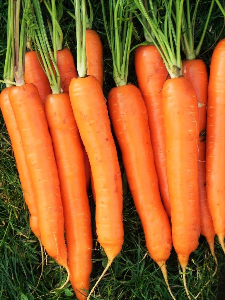 Imperator 58 Carrot Seeds | AAS Winner Danvers Fall Garden Heirloom Seed 2024