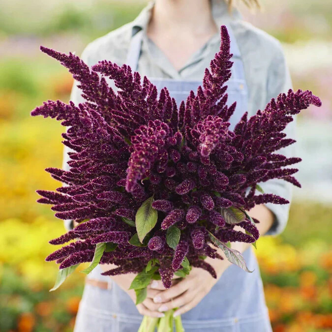 Amaranthus Seeds – Pygmy Torch (Amaranthus caudatus) | 500+ Seeds | Compact Red
