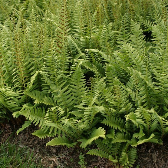 Christmas Fern 20 rhizomes (Polystichum Acrostichoides)