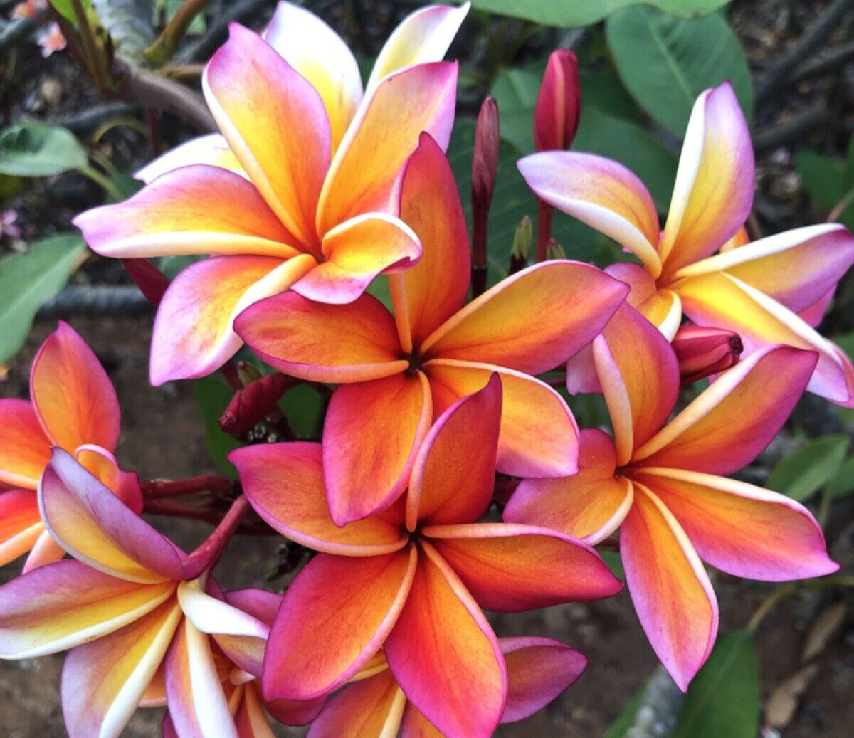 Barbados Showgirl Plumeria (5 Seeds)
