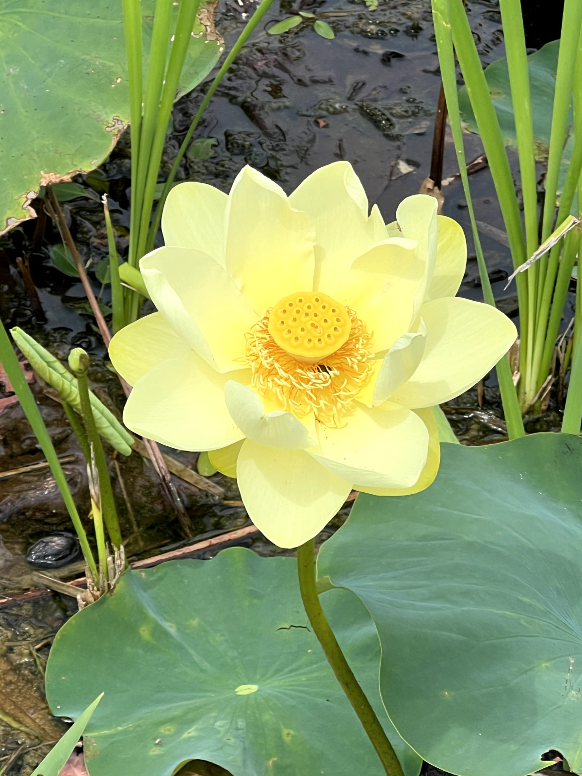 40 Seeds Yellow Lotus Flower Seeds American Water Lily for Pots or Pond