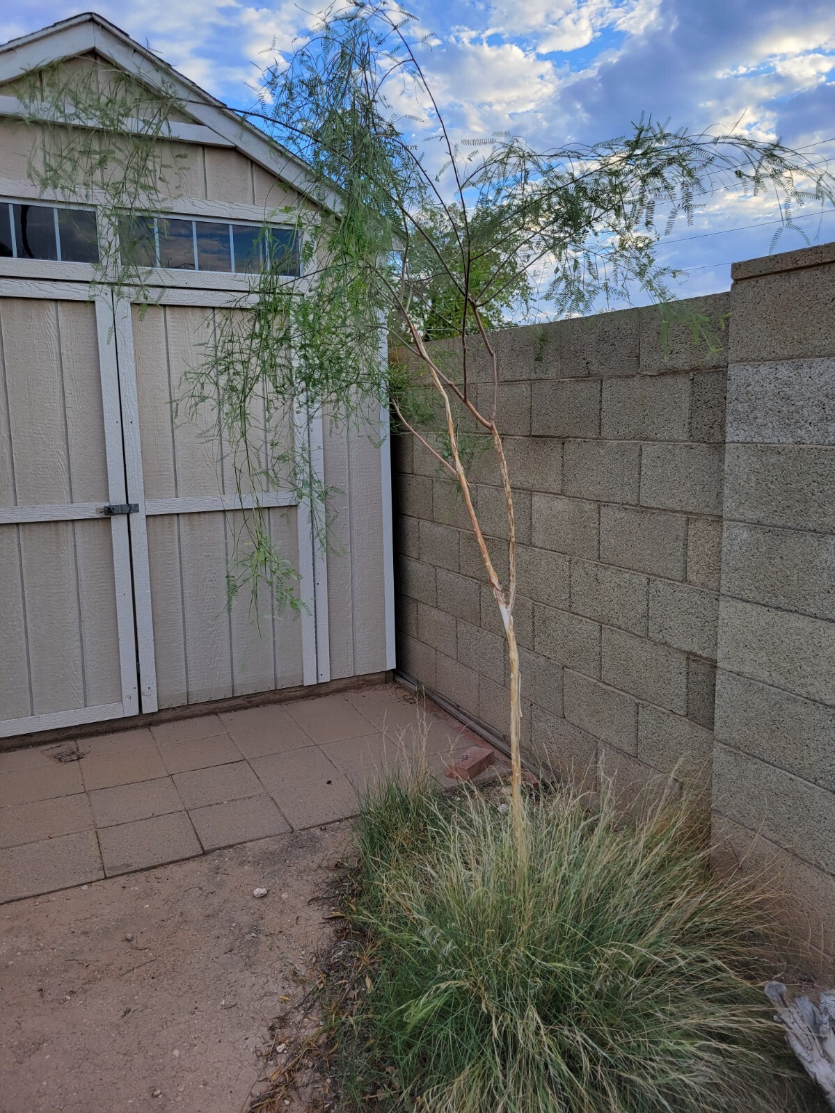 Palo Blanco Acacia willardiana 25+ seeds white bark desert tree easy to sprout