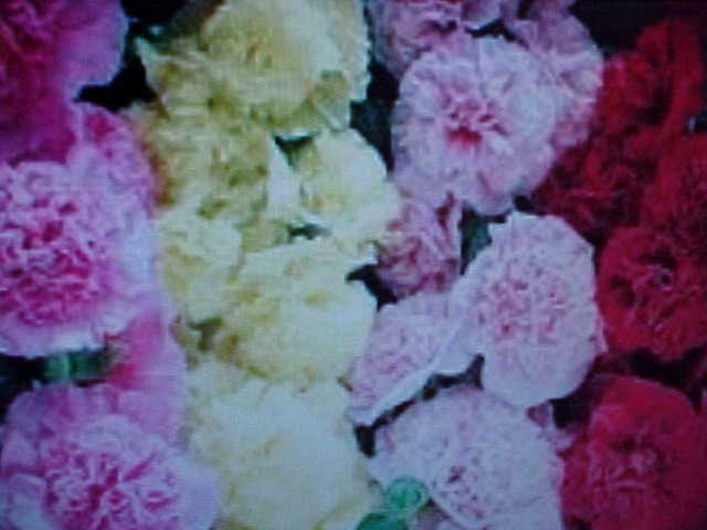 25 SEEDS HOLLYHOCK SEEDS CHARTER DOUBLE BLOOM