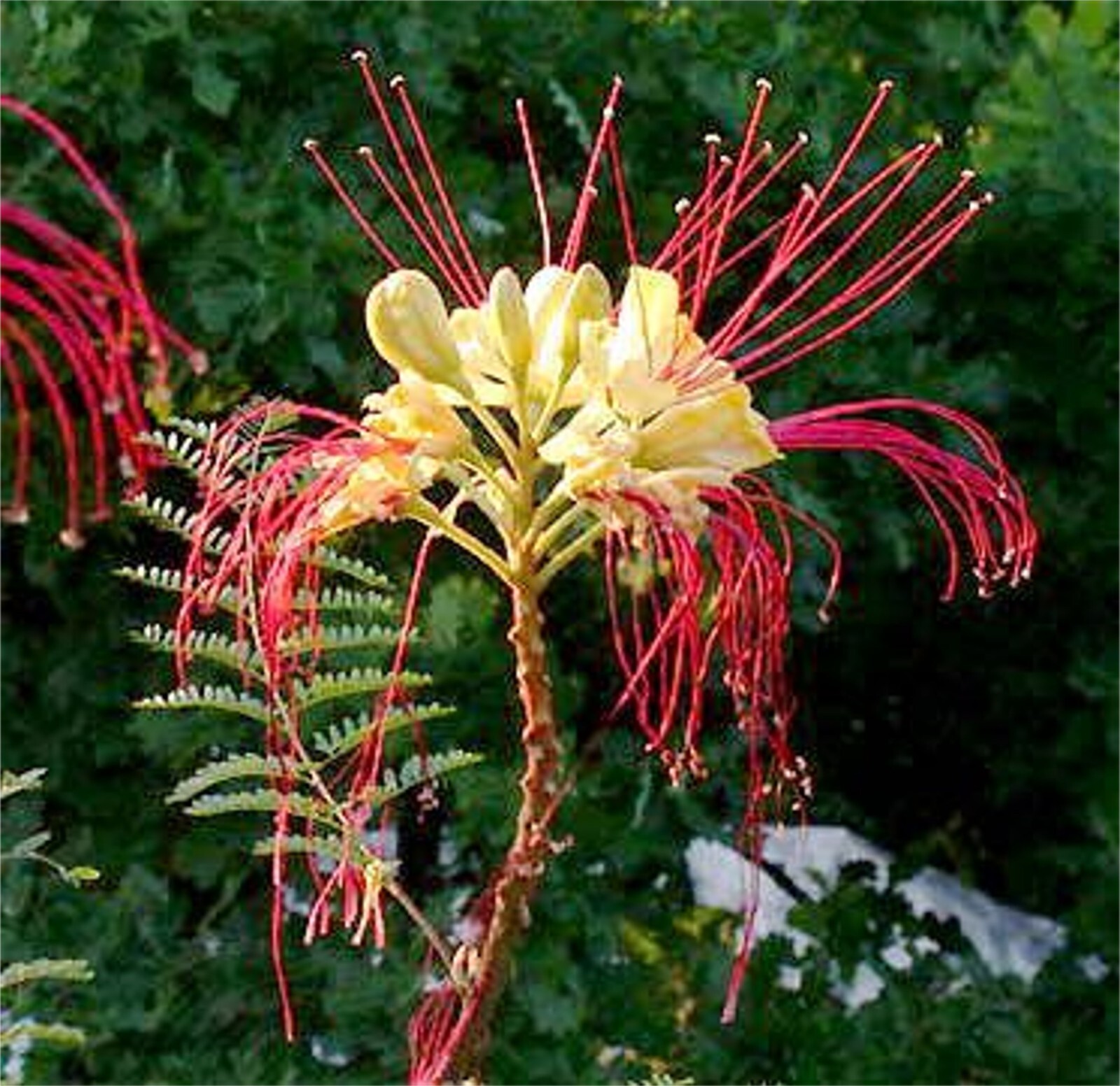 Caesalpinia Gilliesii 10 Seeds Shrub Tree Flowers Yellow Bird of Paradise