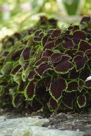 Coleus Sun Chocolate Mint 100 seeds