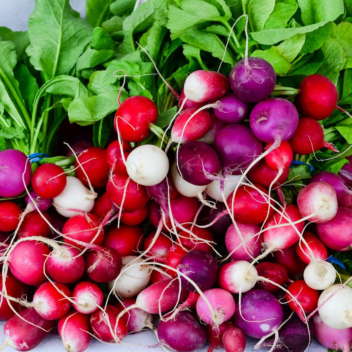 1/4 Lb Easter Egg Radish Seeds – Everwilde Farms Mylar Seed Packet