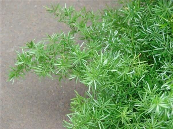 Asparagus densiflorus mazeppa, Asparagus Fern. 10 Seeds. Free Shipping!