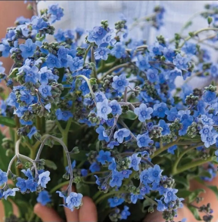 75 Firmament Forget-Me-Not seeds