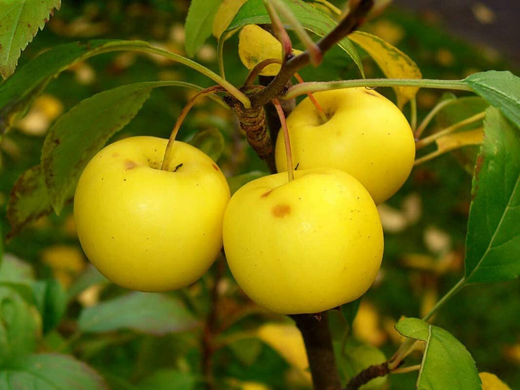 30 European Crab Apple (French Crabapple) Seeds to Plant Malus Sylvestris Tree