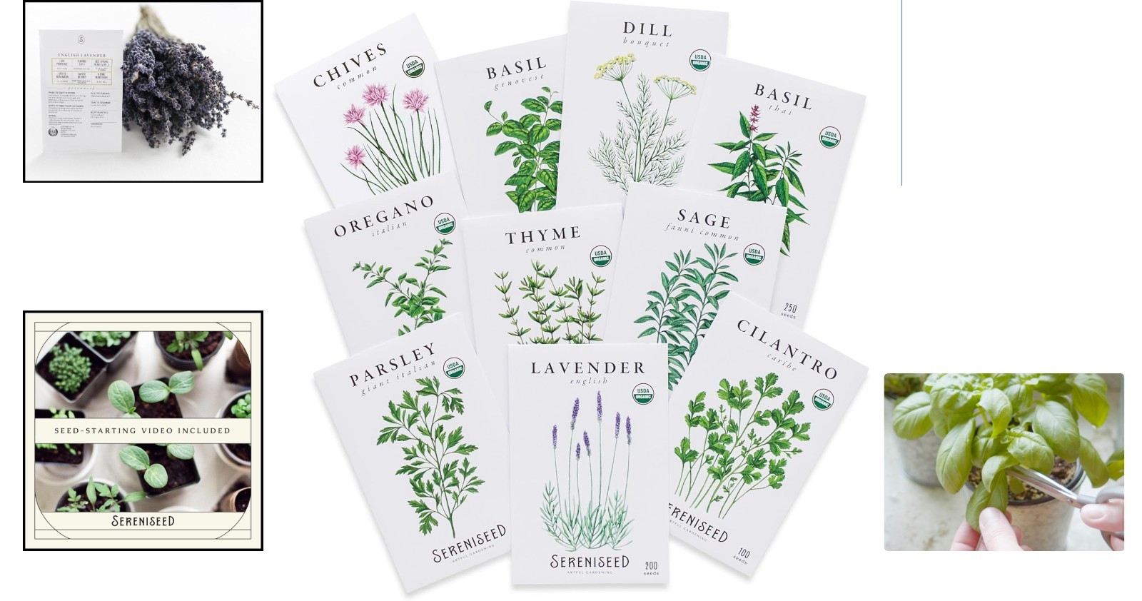 10-Pack Heirloom Herb Seeds with Seed Starting Video: Basil, Thyme, Sage & More