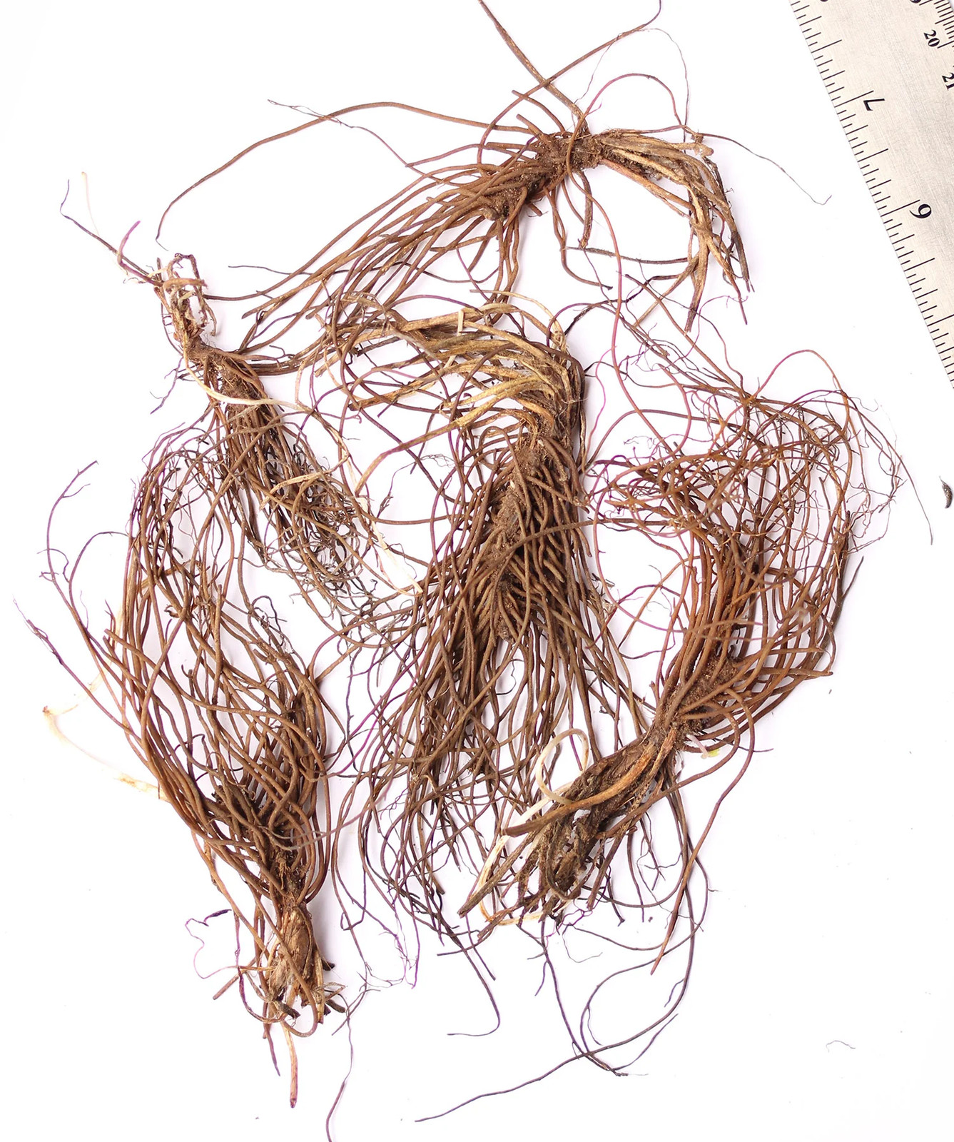 Sharp-Lobe Hepatica – 5 Root Divisions