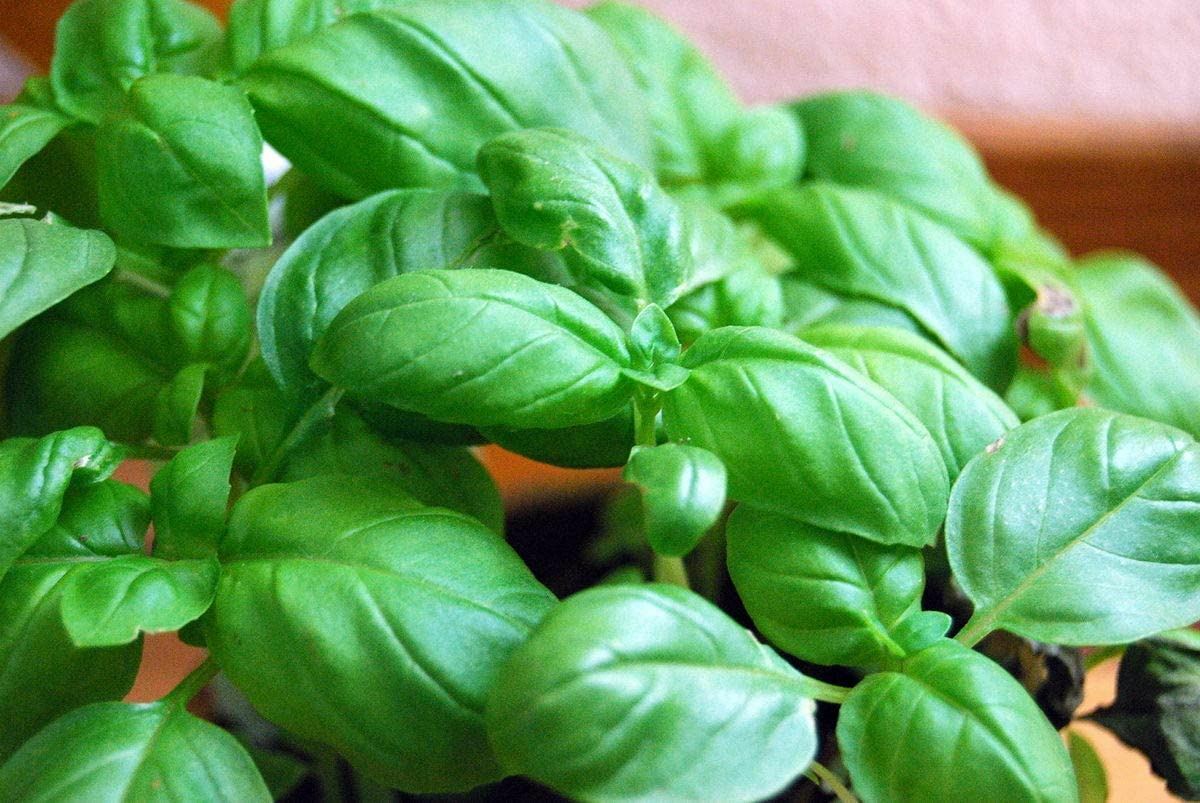 Basil Seed-Large Italian Leaf, “COOL BEANS n SPROUTS” Brand. Home Gardening