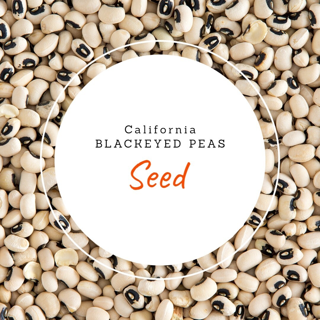 BLACKEYED COWPEAS (California Type) GARDEN SEEDS 1oz ~ 150 seeds