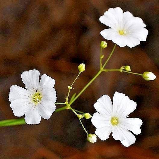 501+BABY’S BREATH Seeds Annual Cut Dried Flowers Summer Garden Patio Container