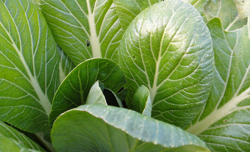 1oz Komatsuna Seeds Spinach Mustard Tendergreen (approx 17,000 Seeds)