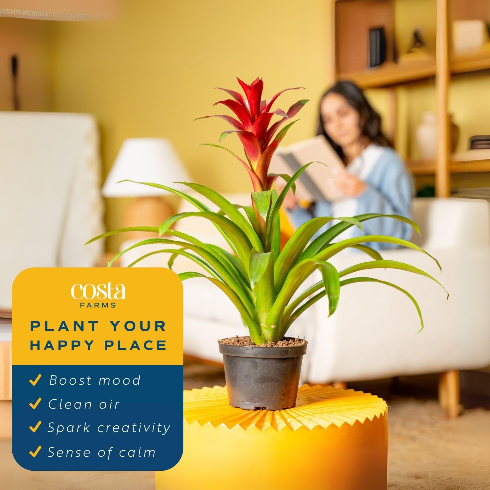 Costa Farms Bromeliad Live Plant | Blooming Flowers, 20Inches Tall | Live Ind…