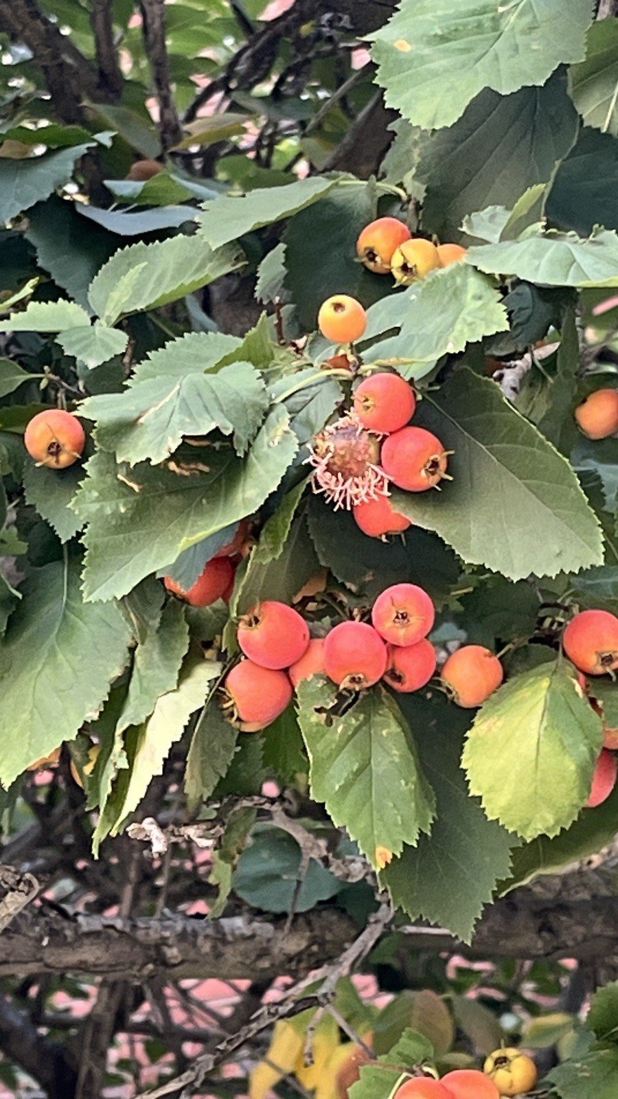 12-18” tall Downy Hawthorn 2 year old (Crataegus mollis) potted plant