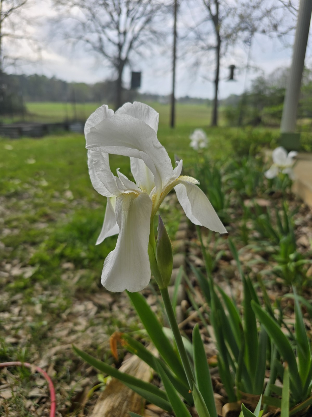 4 White Cemetery Irises Rhizomes – Live Plants