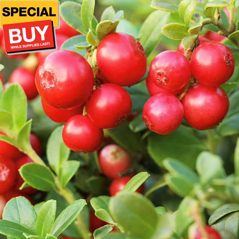 5 Types Mix Fruit Seeds for Planting 100 Red Strawberry &100 White Strawberry &1
